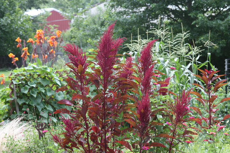 All the Dirt on Gardening: Amaranth beautiful, edible